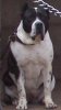 ANKANA DE PRESACANARIO2000