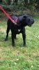HEART DEL DOBRA’D KENNEL