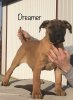 DREAMER DE TIERRA GRANCAN