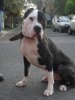 MONGO (BRUTUS) DE AVILA