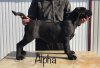 CHILLI CON CANARIO ALPHA