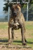 CHAMPIONA LOS GIGANTE DEL CAMPO