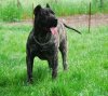 ALTEEA DE MOZACAN BULL