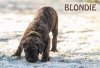 WEIHBULL'S BLONDIE