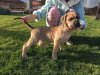 ADELLIA HERMOSO PERRO DE ZUMIS