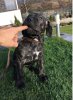ALEGRA HERMOSO PERRO DE ZUMIS