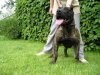 RICA PERRO PRESA GRAND