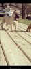 ONLY THE FAMILY KENNELS VALENTINO