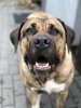ALMA NORTHBULL KENNEL GERMANY