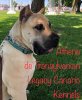 ATHENA TRANSYLVANIAN LEGACY CANARIO