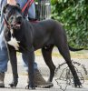 PACHO TRANSYLVANIAN LEGACY CANARIO