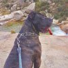 GORO DE PERRO DE PRESA BECERRIL