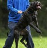 XENA DE SEVERN KENNELS