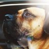 IAKO DE LA HUELLA DEL PRESA CANARIO