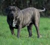 PANAMA DE LA HUELLA DEL PRESA CANARIO