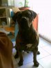 ICE-T DE LA HUELLA DEL PRESA CANARIO