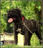 IRIS DE LA HUELLA DEL PRESA CANARIO
