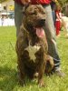 MAXIMOS DI DRAGO CANARIO (FIDEL)