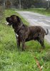 PONGO DE LA HUELLA DEL PRESA CANARIO