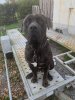PABLO DE LA HUELLA DEL PRESA CANARIO