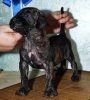 IVY-LURIA ARDOR BULL