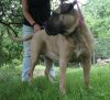 G'KELLY DE LA HUELLA DEL PRESA CANARIO