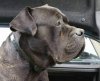 H'EL CONDOR DE LA HUELLA DEL PRESA CANARIO