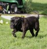 G'TRUST DE LA HUELLA DEL PRESA CANARIO