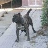 BOCAINA DE EL PASIL