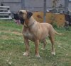HORCA DE LA HUELLA DEL PRESA CANARIO