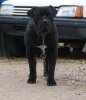 H'AL PACINO DE LA HUELLA DEL PRESA CANARIO
