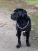 H'ALL BLACK DE LA HUELLA DEL PRESA CANARIO