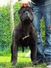 HEMARA DE LA HUELLA DEL PRESA CANARIO