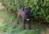 HUNZO DE LA HUELLA DEL PRESA CANARIO (MARLEY)