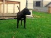 IOUPE DE LA HUELLA DEL PRESA CANARIO