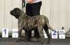 IRINA DE LA HUELLA DEL PRESA CANARIO