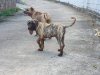 R-CAN DE LA HUELLA DEL PRESA CANARIO