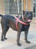 ANAGA DE ANAGA KENNEL