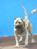 OSO DE PERRO DE LA TIERRA