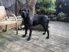 C'DJANGO DE SABURO KENNELS