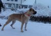 DEN SISTE GREVES DON