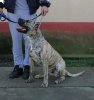 BABY FROM PRESA GLADIATOR KENNEL