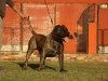 BEWOLF BASTION DE BENESKA