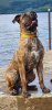 K888RMA-KENNELS-POPPY
