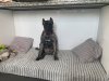 ESTRELA PERRO LOCO DE HIERRO