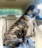 BEARCLAWS BRUTUS