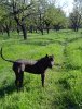 ERNA PERRO LOCO DE HIERRO
