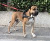 RAGNAR DE KING ZULU