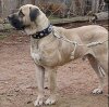 GOLIAT DE PERRO BASTO