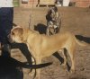 COKE DE KING ZULU
